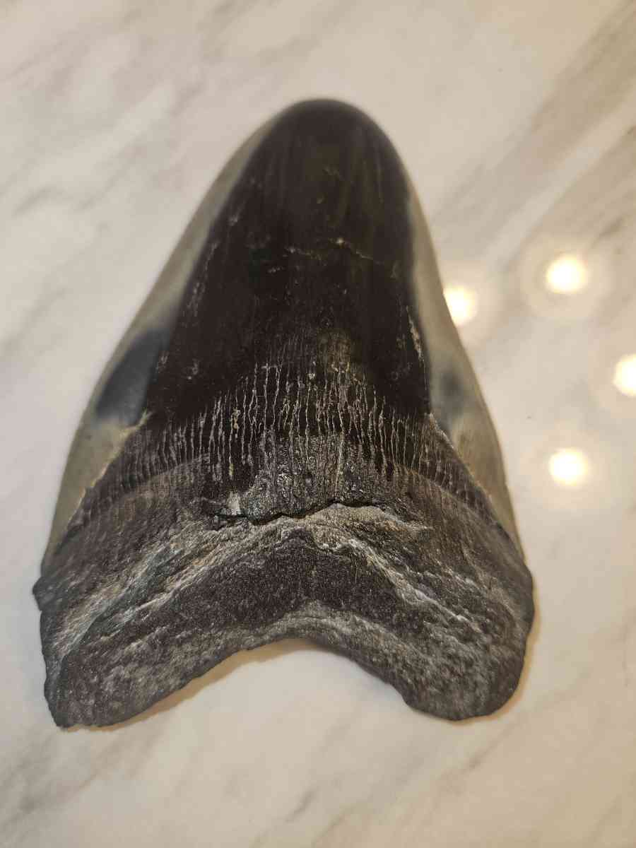 shark tooth fossil - Aurora, Colorado - FleaMarketBay