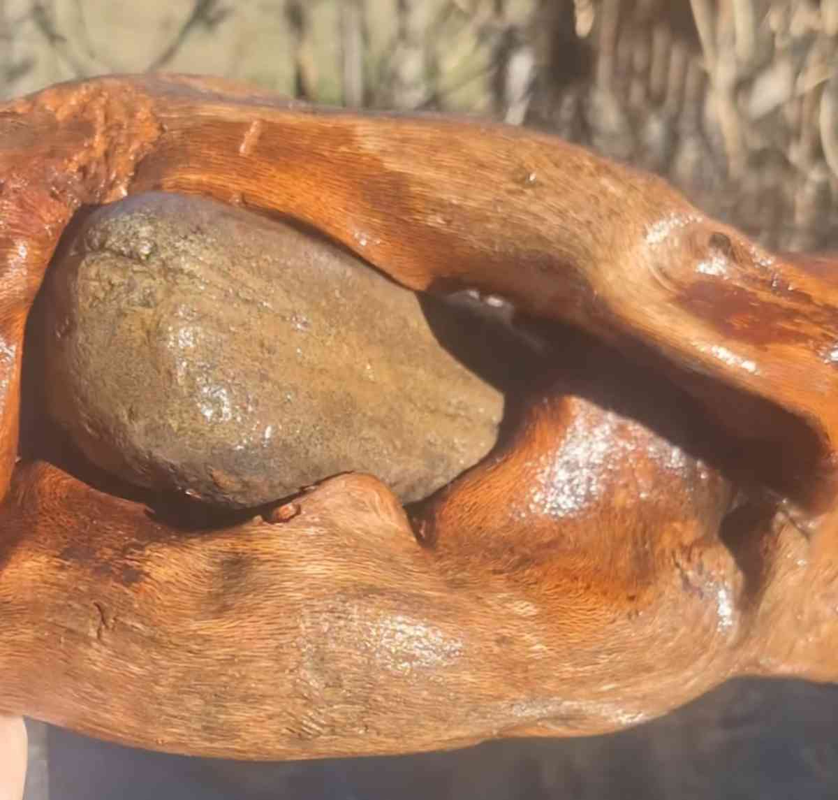 Root system With rocks - Elizabethton, Tennessee - FleaMarketBay