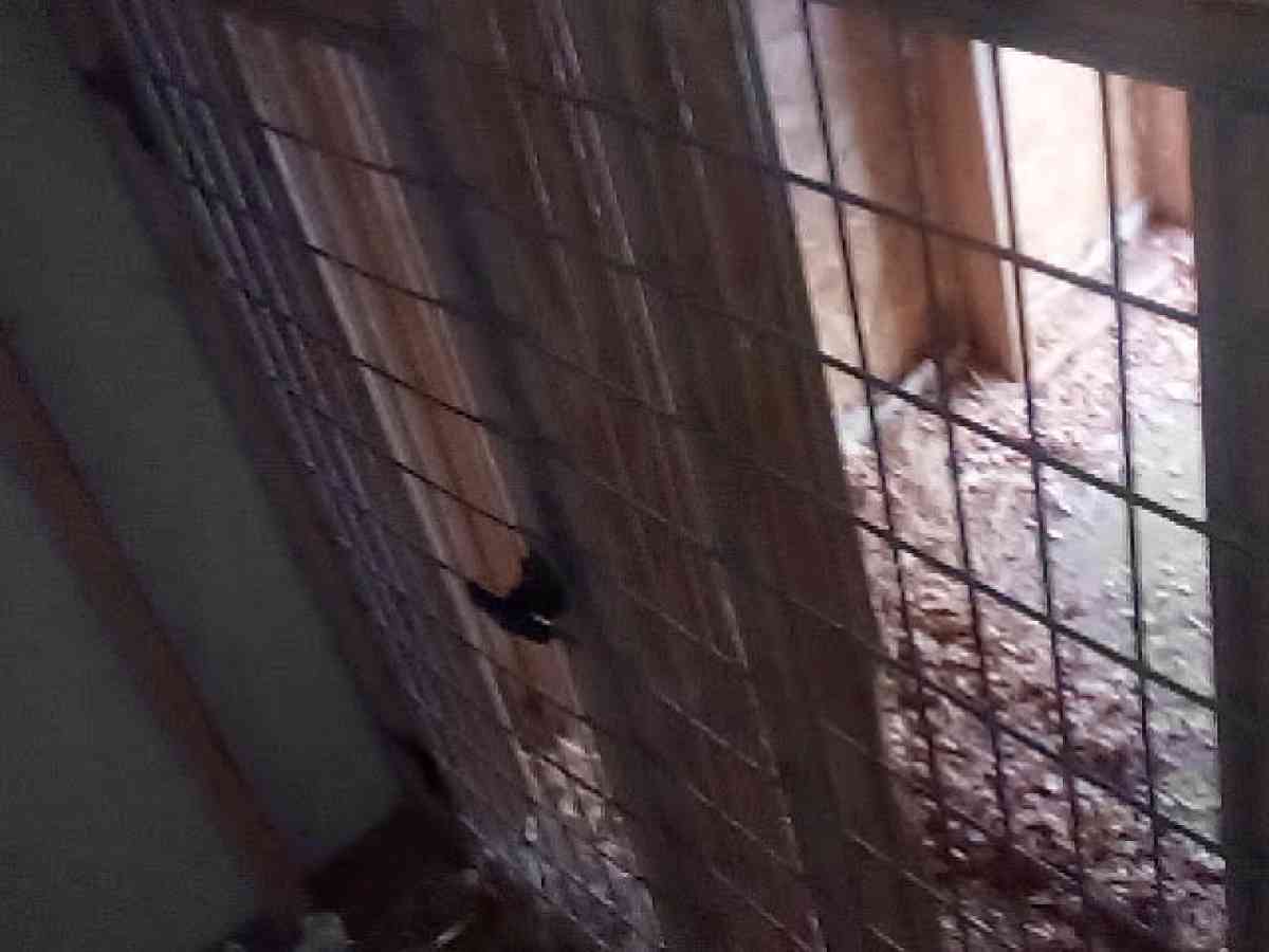 4Bay Dog kennel for breading o - Florence, South Carolina - FleaMarketBay