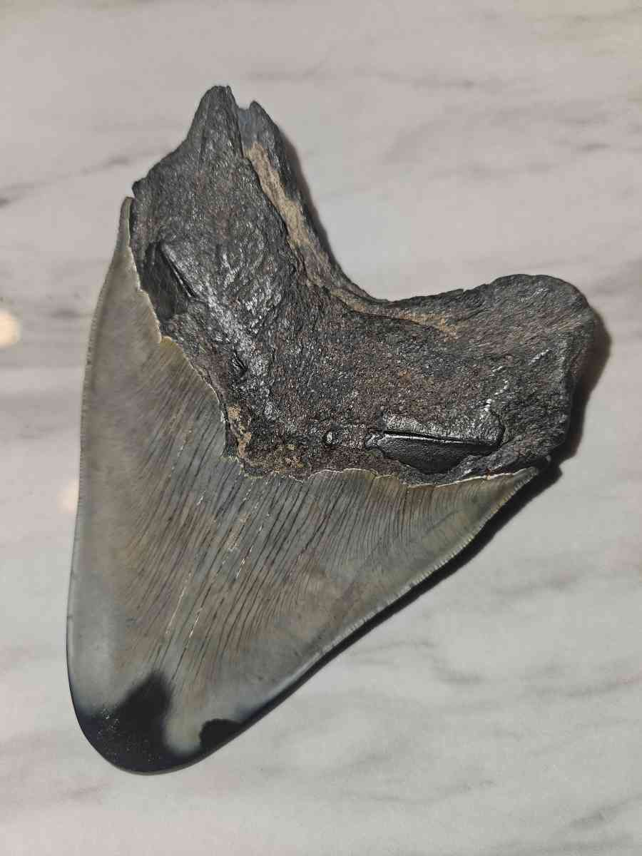 shark tooth fossil - Aurora, Colorado - FleaMarketBay