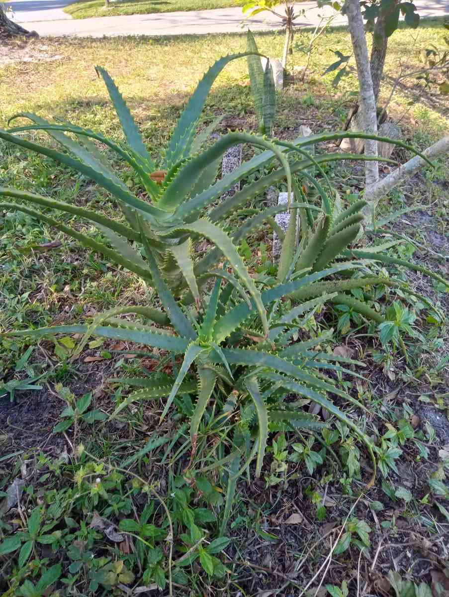 Aloe plants All sizes lots of babies too - Port Saint Lucie, Florida - FleaMarketBay
