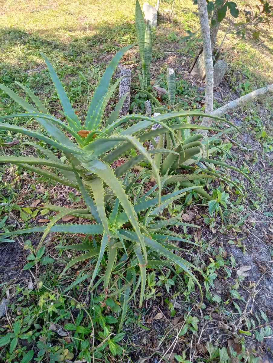 Aloe plants All sizes lots of babies too - Port Saint Lucie, Florida