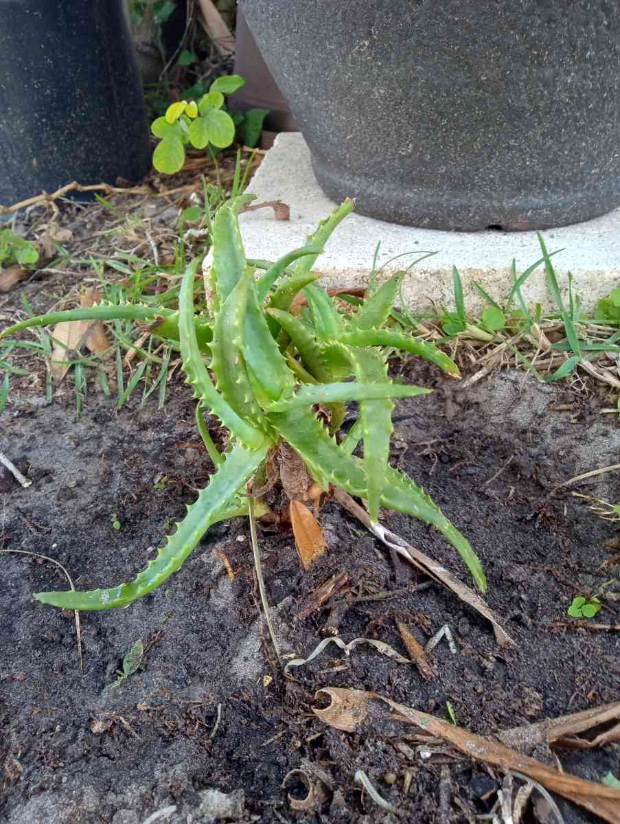 Aloe plants All sizes lots of babies too - Port Saint Lucie, Florida - FleaMarketBay