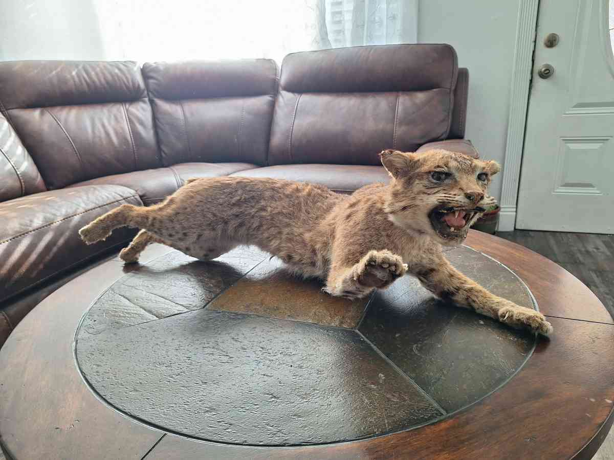 Bobcat Taxidermy - Dallas, Texas - FleaMarketBay