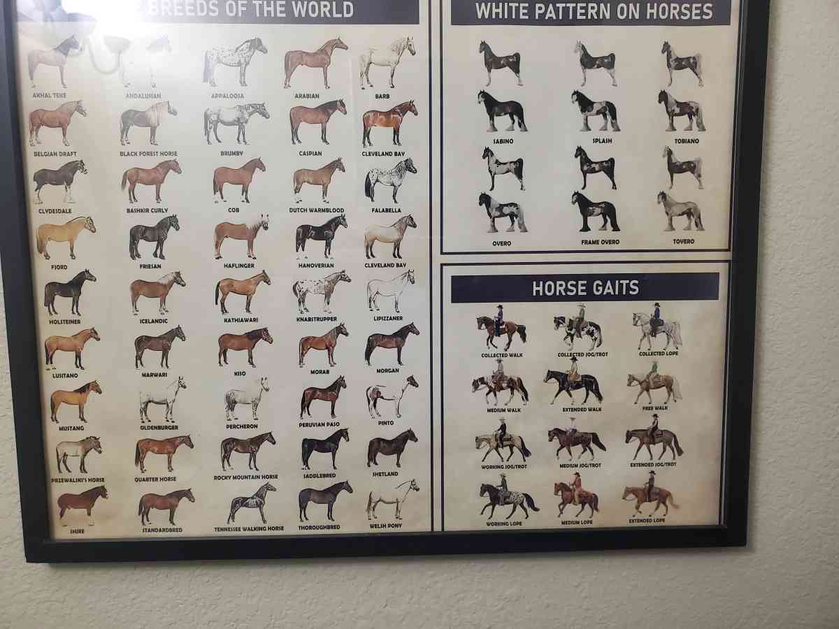 Horse Knowledge  Framed Poster 37L x 25W x 1D - Plano, Texas - FleaMarketBay
