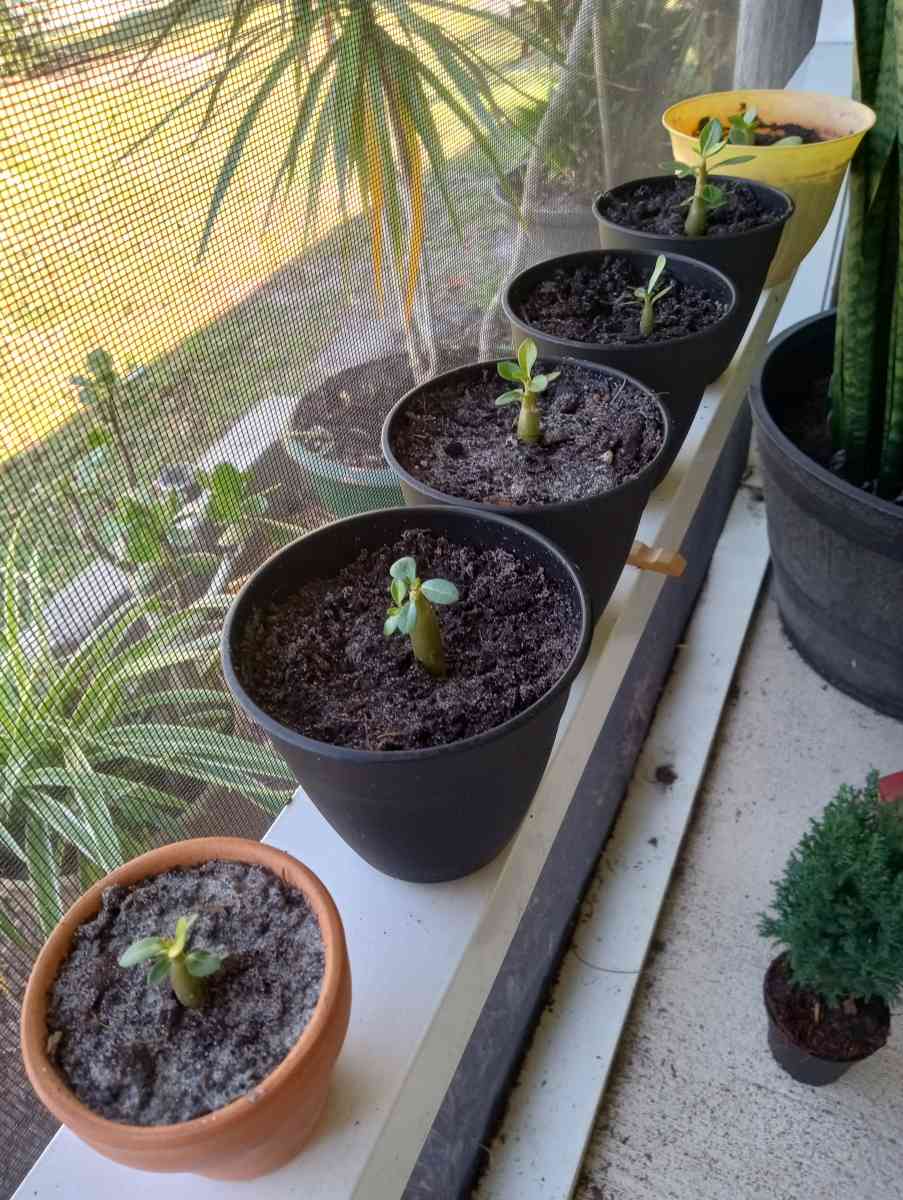 Baby Desert Rose Plants - Port Saint Lucie, Florida - FleaMarketBay