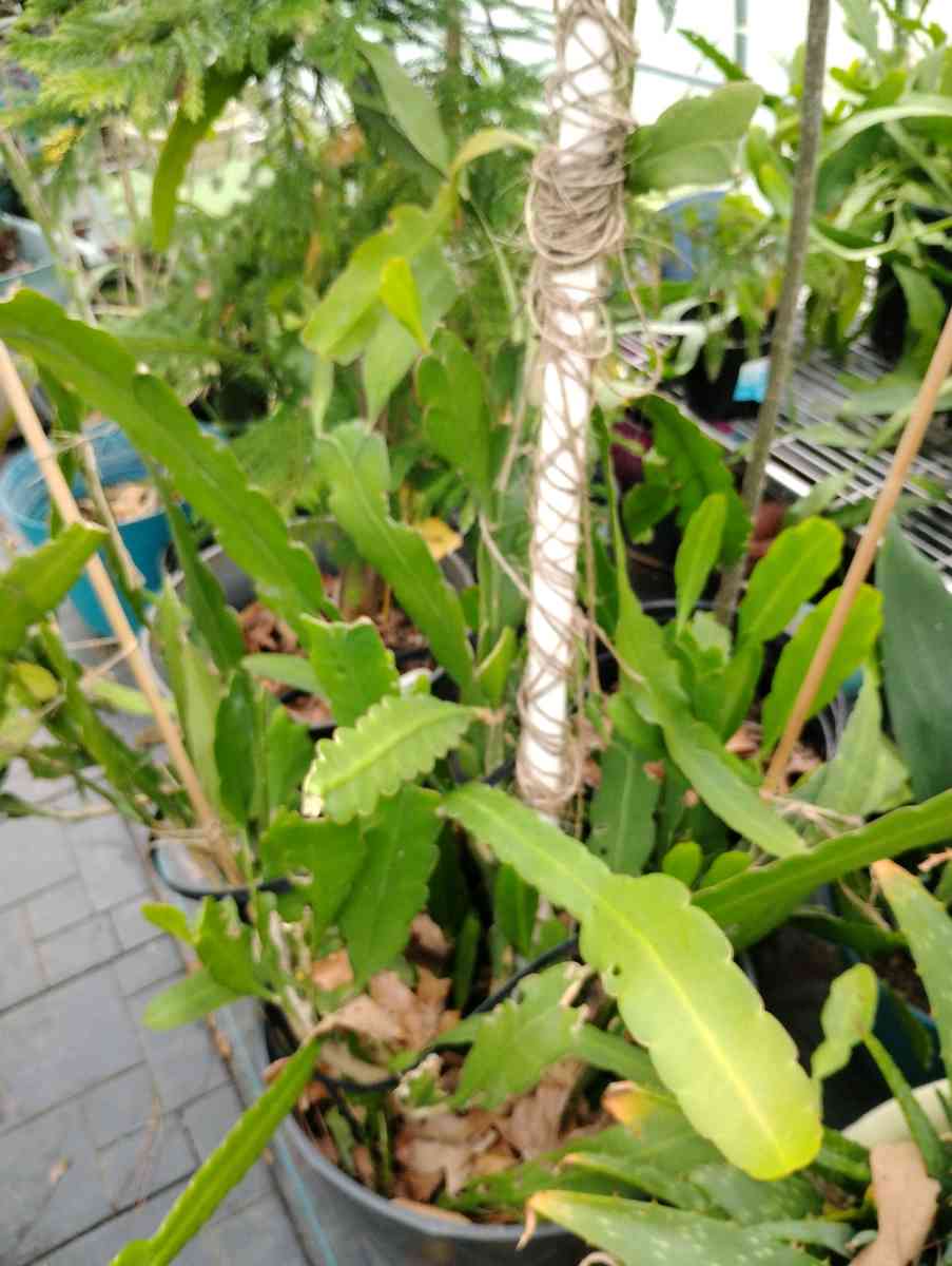 Queen of the night live plants - Livingston, Texas - FleaMarketBay