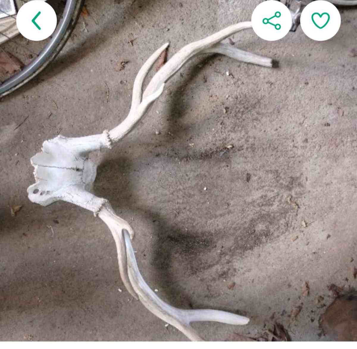 antler with partial skull - Lake Stevens, Washington