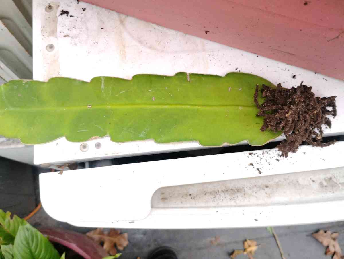 Queen of the night live plants - Livingston, Texas - FleaMarketBay