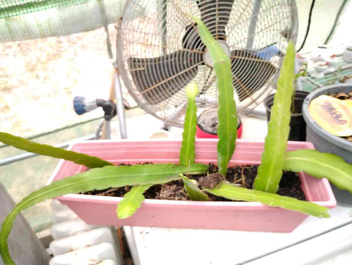 Queen of the night live plants - Livingston, Texas - FleaMarketBay