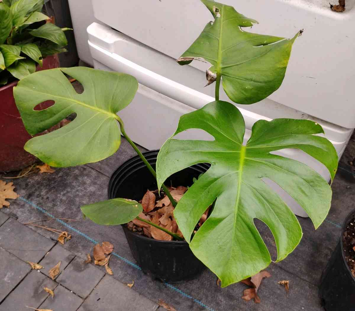 Live Monstera plants - Livingston, Texas - FleaMarketBay