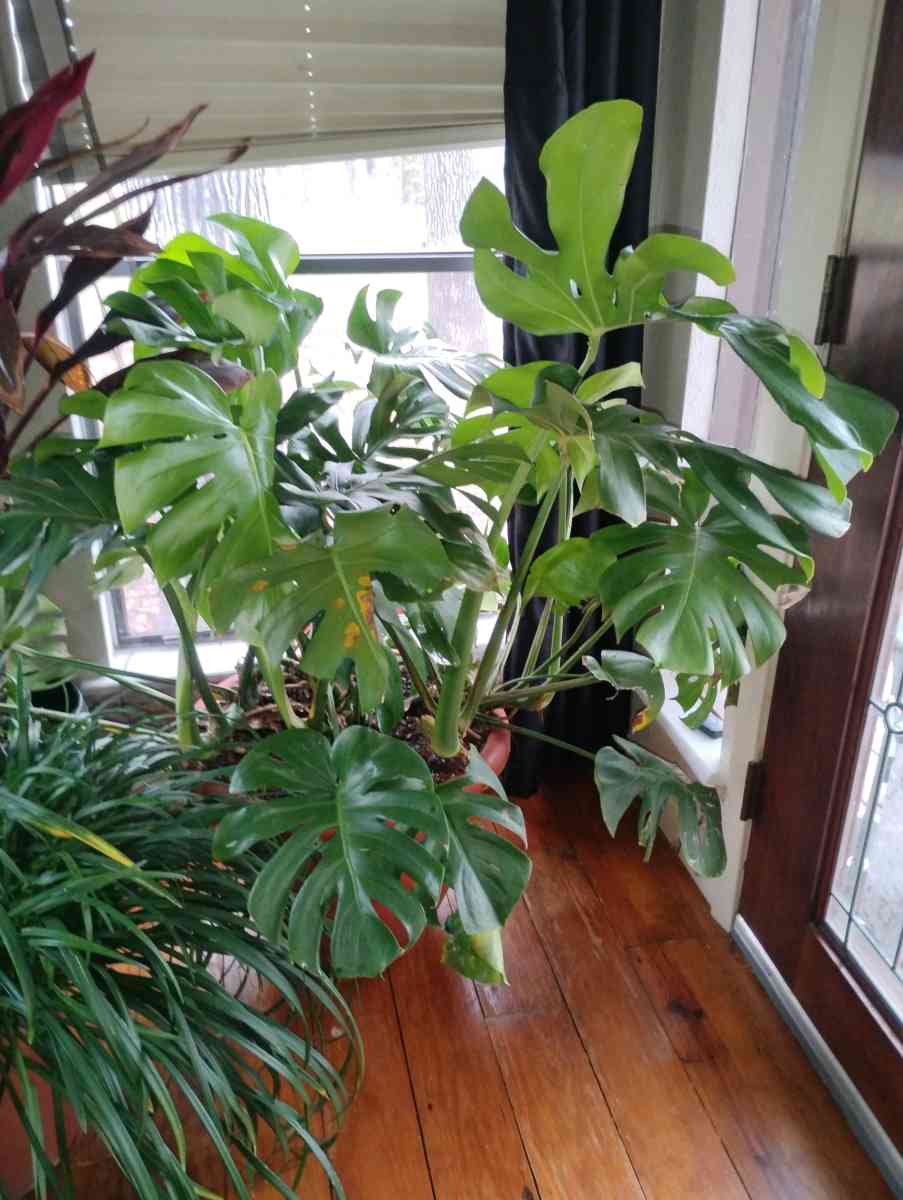 Live Monstera plants - Livingston, Texas