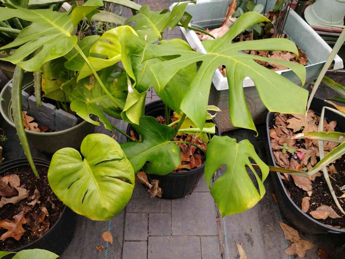 Live Monstera plants - Livingston, Texas - FleaMarketBay