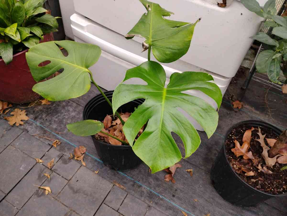 Live Monstera plants - Livingston, Texas - FleaMarketBay