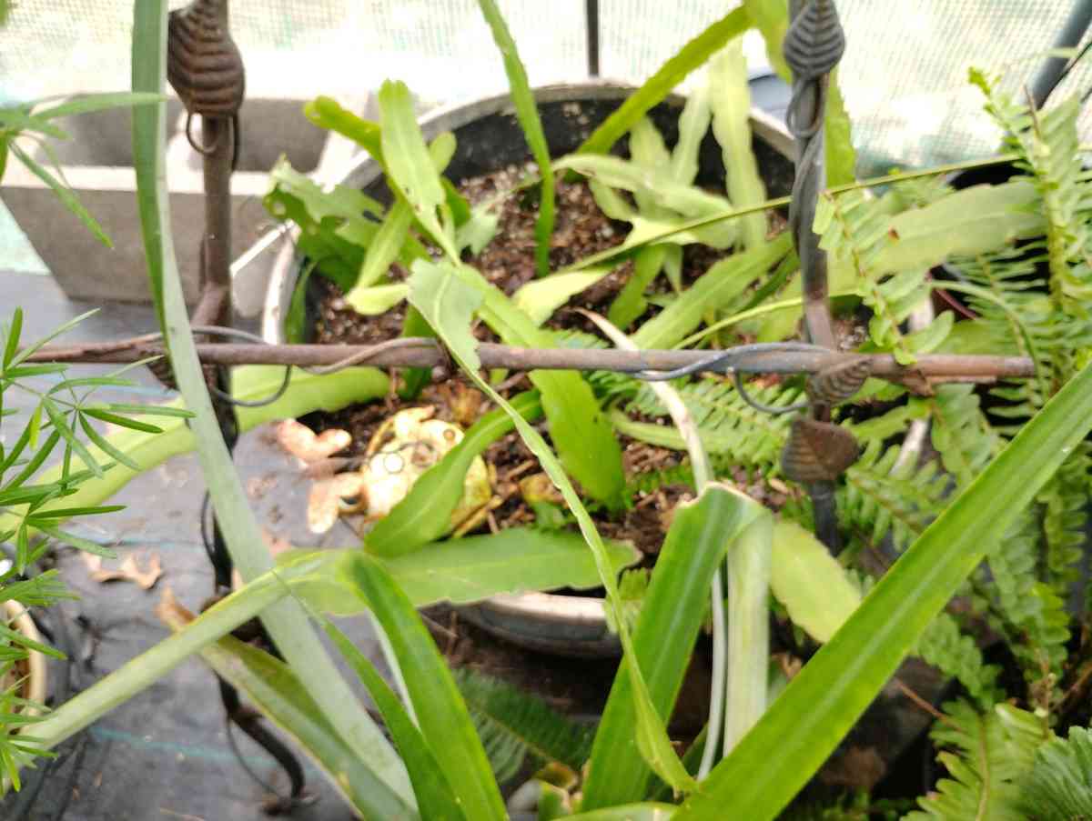 Queen of the night live plants - Livingston, Texas - FleaMarketBay