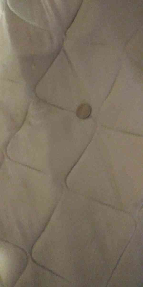 bufflo - Poplar Bluff, Missouri