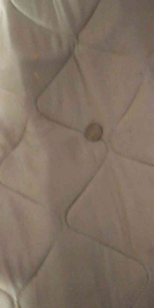 bufflo - Poplar Bluff, Missouri - FleaMarketBay