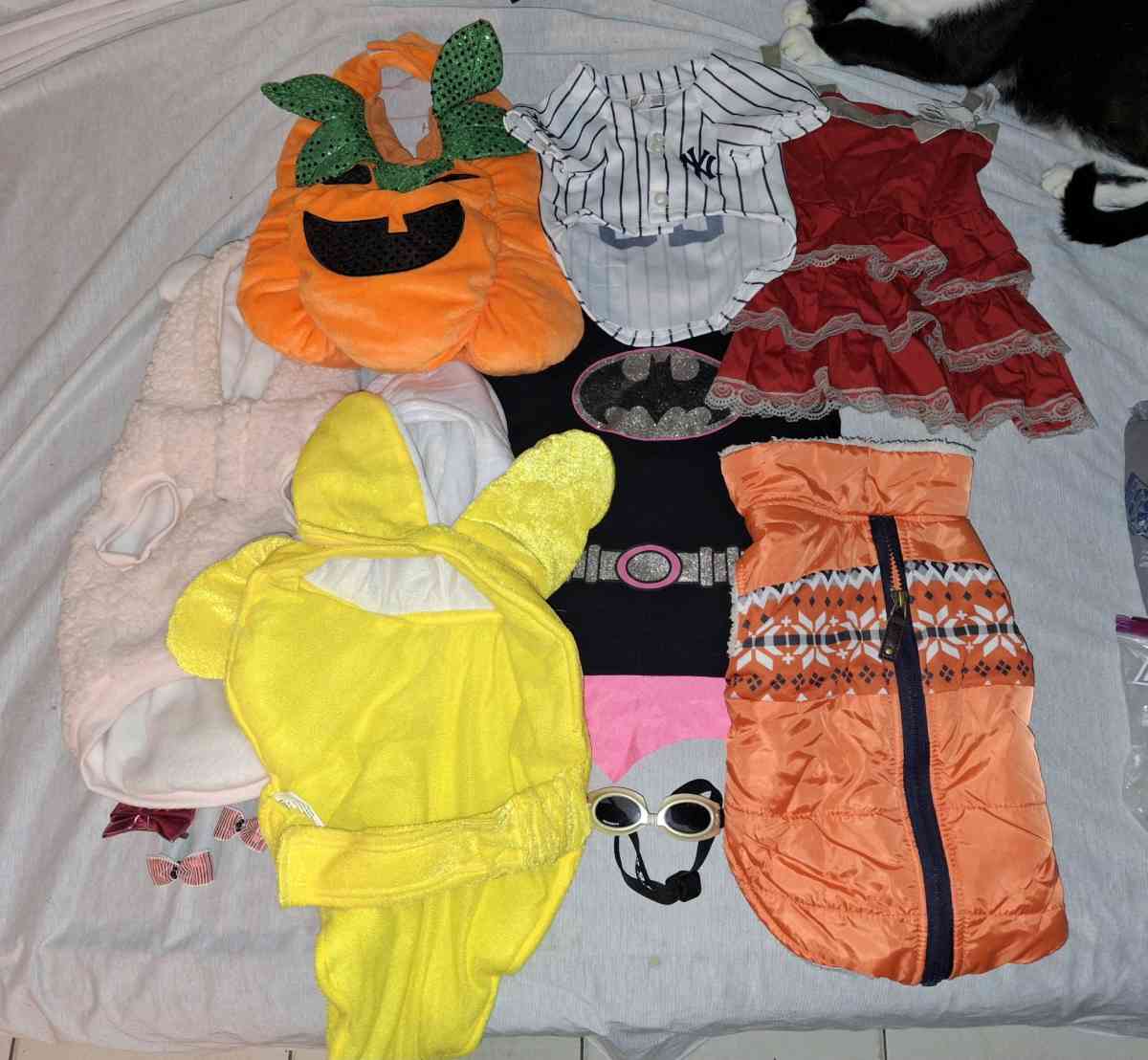 dog clothes - Alicia, Arkansas