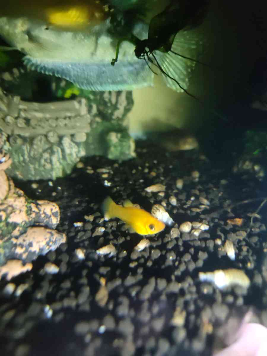 Gold Dust And Gold panda Mollies - Seaside, California - FleaMarketBay