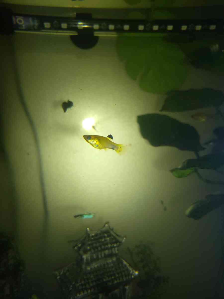 Gold Dust And Gold panda Mollies - Seaside, California