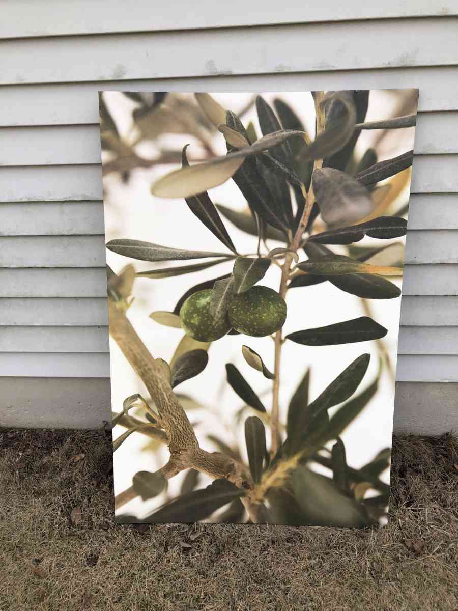 IKEA Olive branch canvas 30 x46 - Bolingbrook, Illinois - FleaMarketBay
