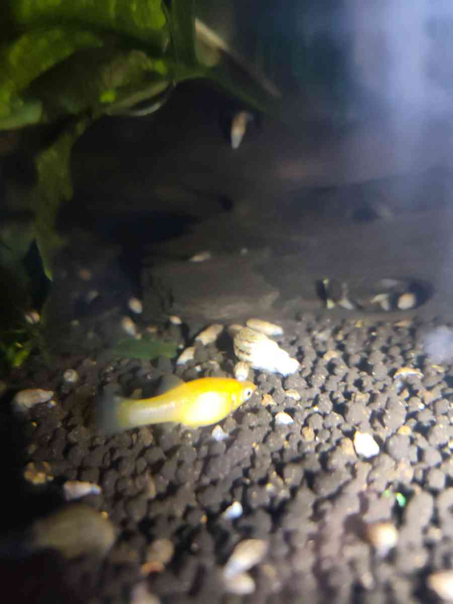 Gold Dust And Gold panda Mollies - Seaside, California - FleaMarketBay