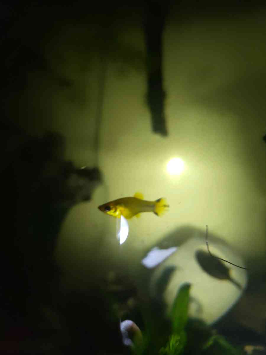 Gold Dust And Gold panda Mollies - Seaside, California - FleaMarketBay