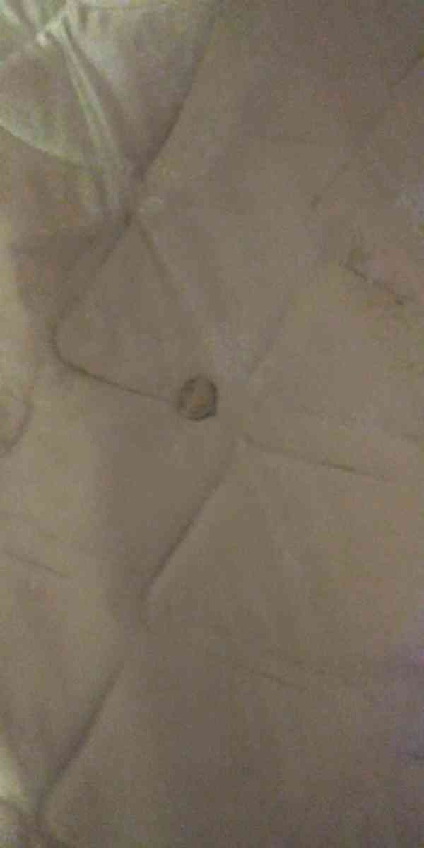 bufflo - Poplar Bluff, Missouri - FleaMarketBay