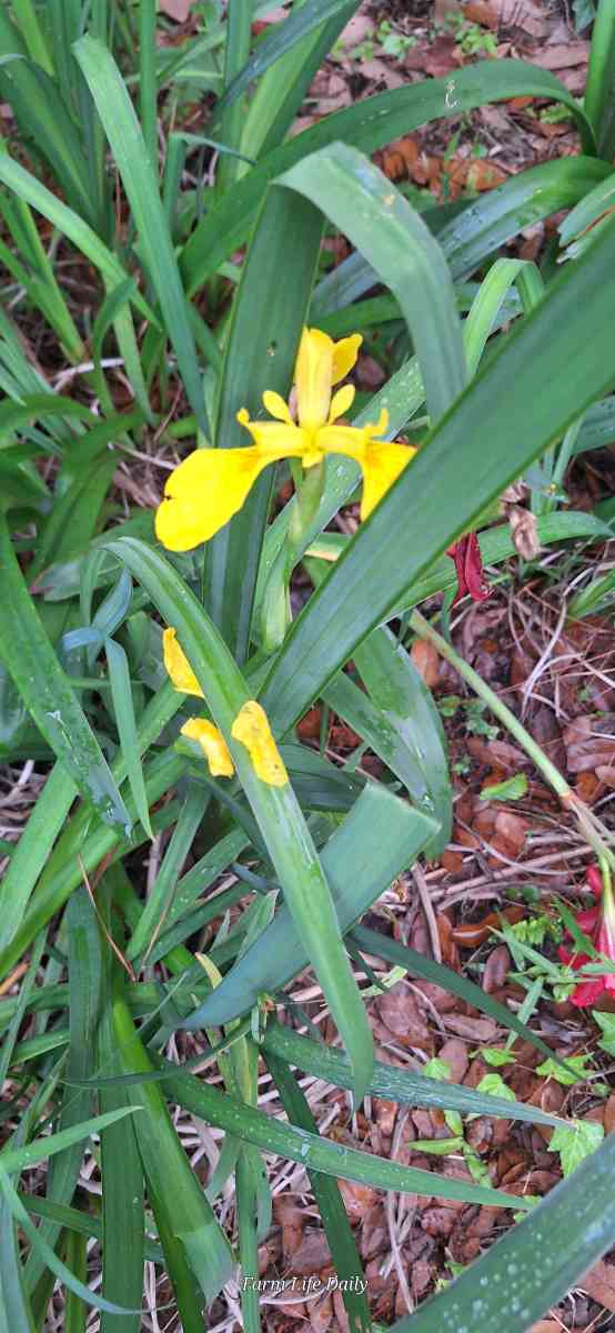 Yellow Iris rhizomes and Red Amaryllis bulbs - Tangipahoa, Louisiana