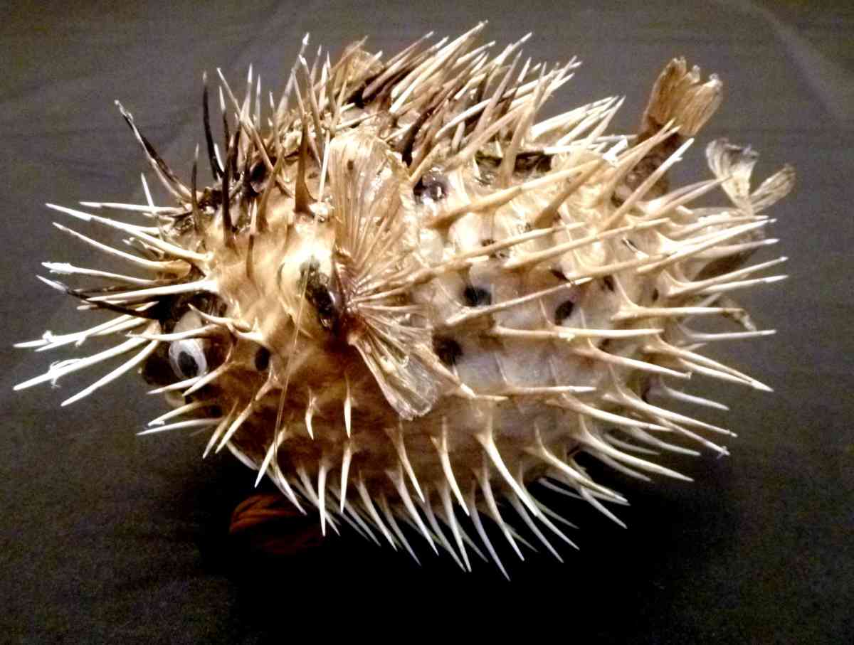 Porcupine fish 6  8 dried taxidermy dried sea life - Biddeford, Maine - FleaMarketBay