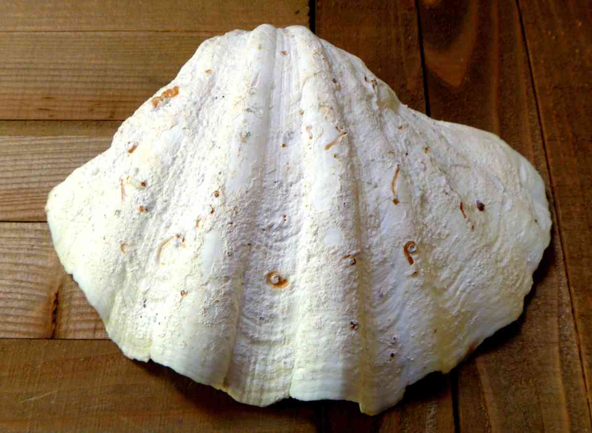 Tridacna Gigas 9 inches vintage Giant Clam half shell - Biddeford, Maine