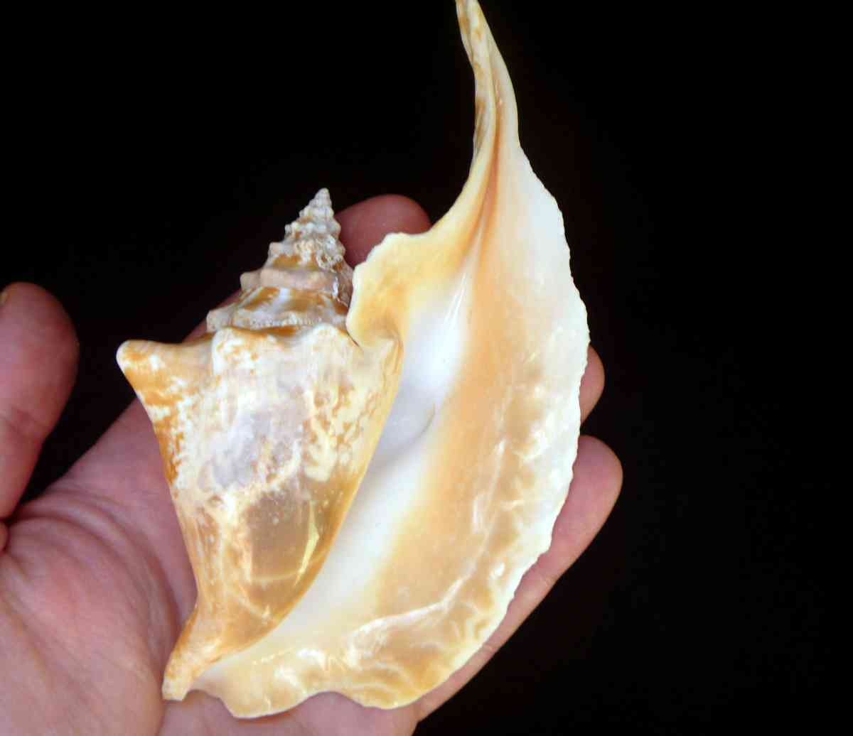 Rooster conch 6 strombus gallus roostertail shells seashells - Biddeford, Maine - FleaMarketBay