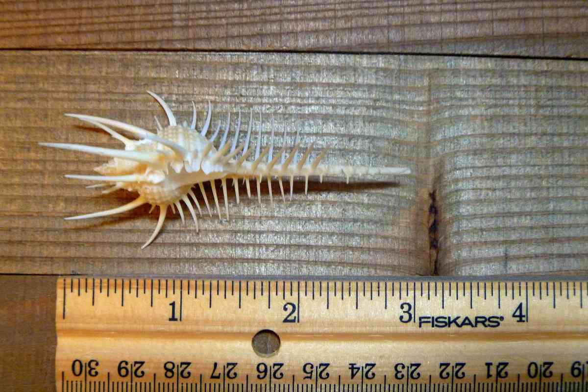 Venus comb murex 3 and 6 sizes exotic shell seashells beach - Biddeford, Maine - FleaMarketBay