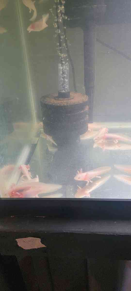 Fish Tank - Cudahy, Wisconsin - FleaMarketBay