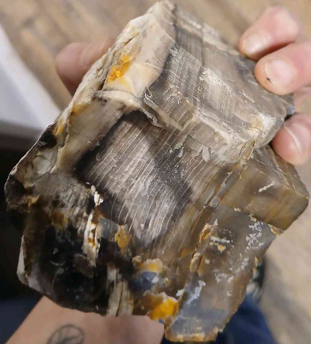 petrified wood - Pendleton, Oregon