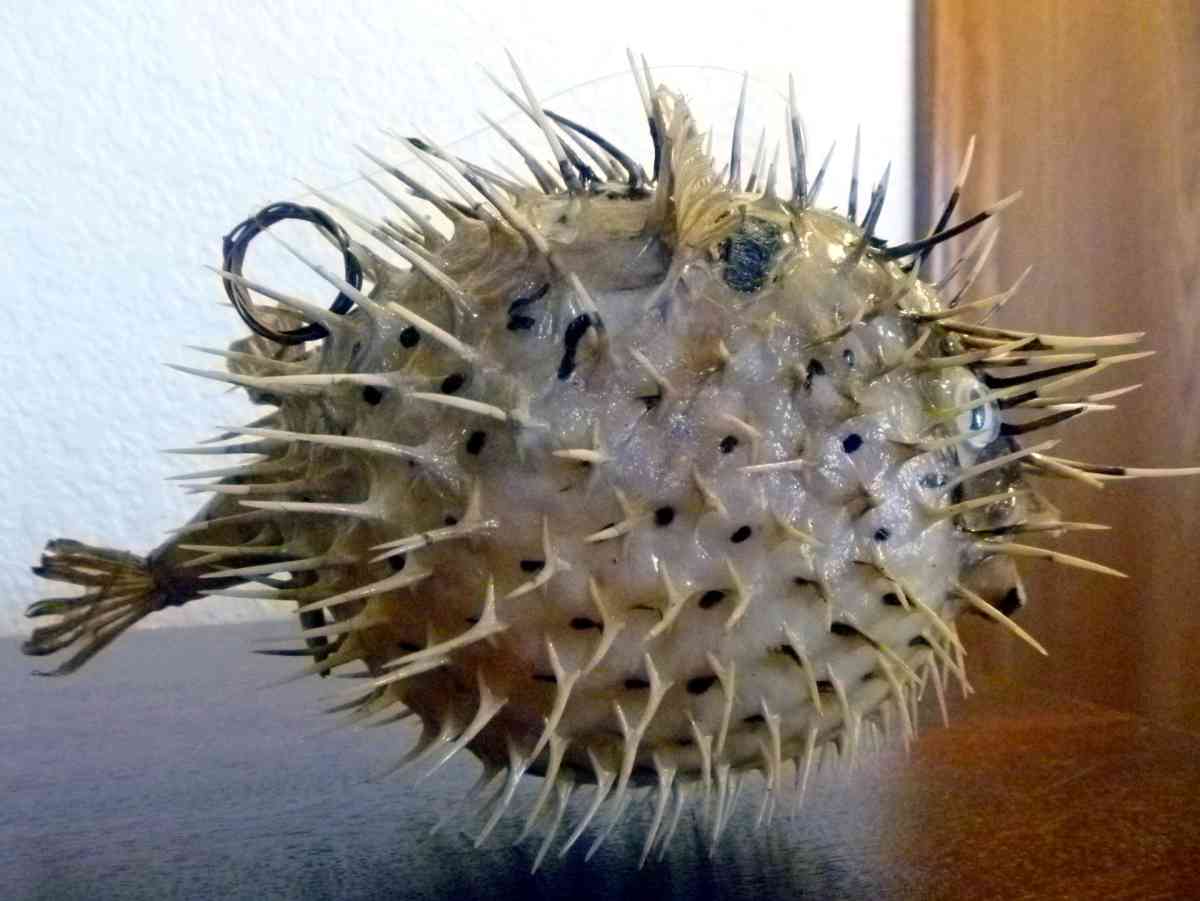 Porcupine fish 6  8 dried taxidermy dried sea life - Biddeford, Maine - FleaMarketBay