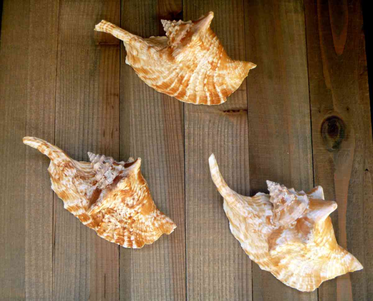 Rooster conch 6 strombus gallus roostertail shells seashells - Biddeford, Maine - FleaMarketBay