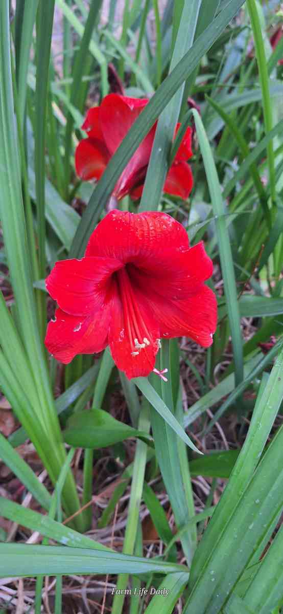 Yellow Iris rhizomes and Red Amaryllis bulbs - Tangipahoa, Louisiana - FleaMarketBay