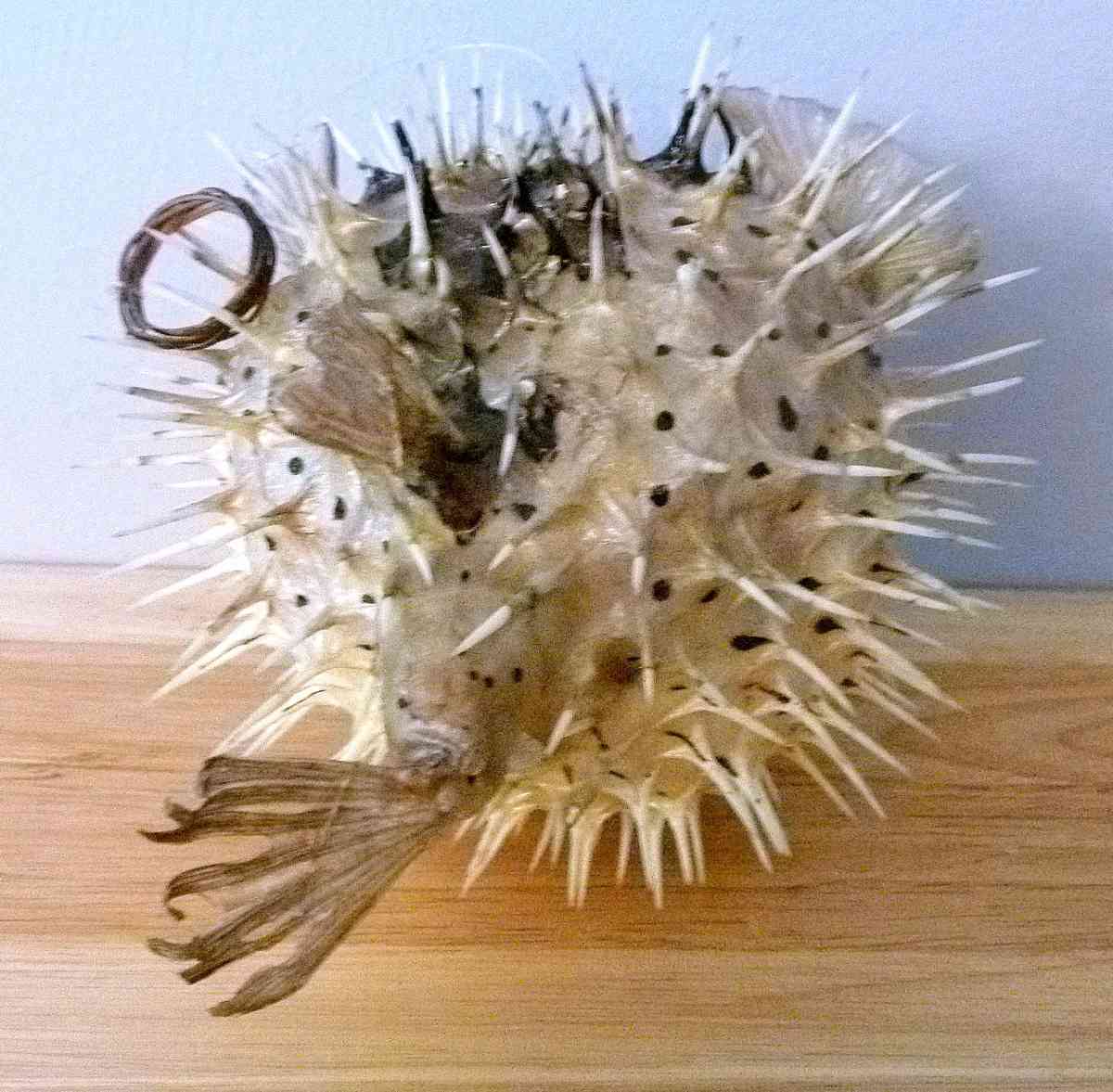 Porcupine fish 6  8 dried taxidermy dried sea life - Biddeford, Maine - FleaMarketBay