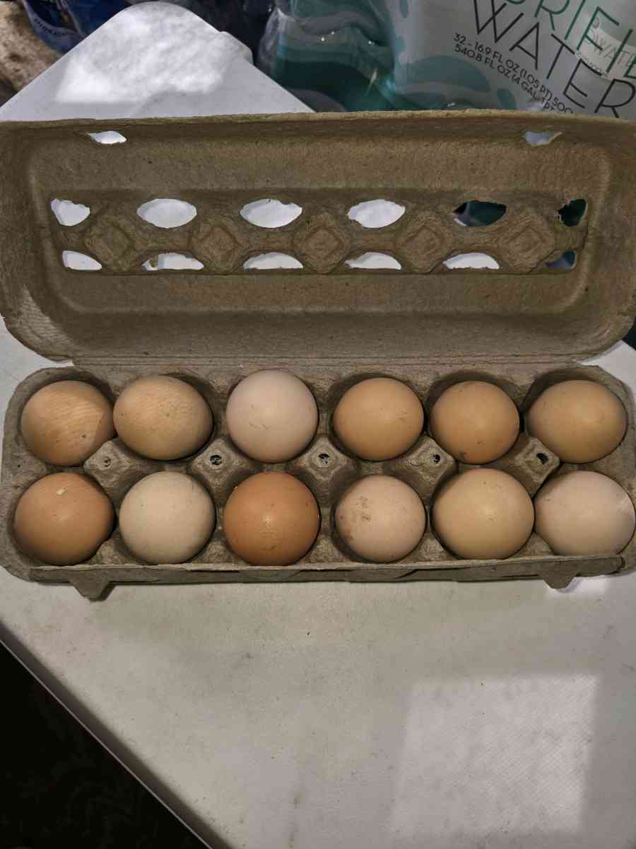 Fresh Fresh ferterilized eggs - Gainesville, Florida - FleaMarketBay