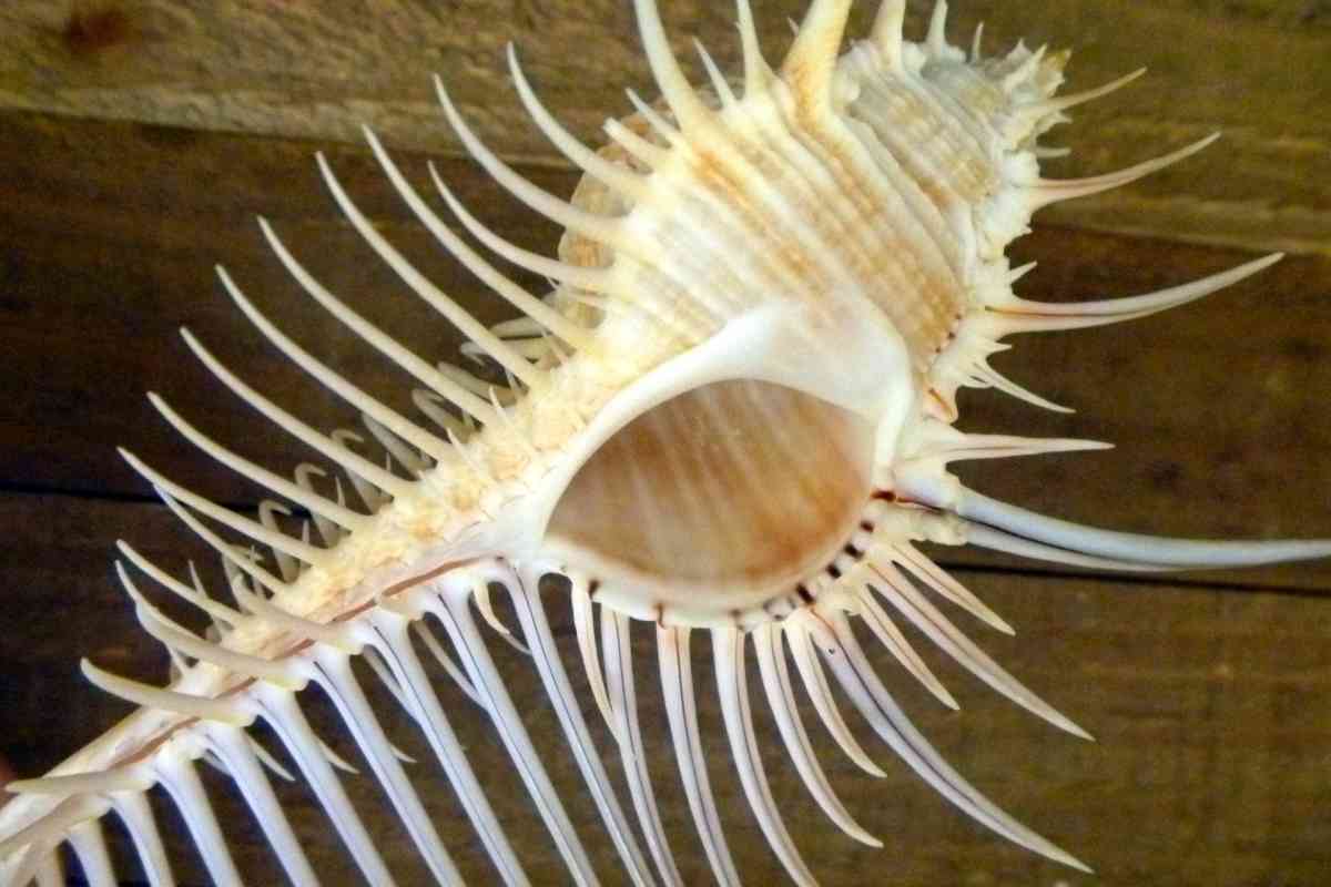 Venus comb murex 3 and 6 sizes exotic shell seashells beach - Biddeford, Maine