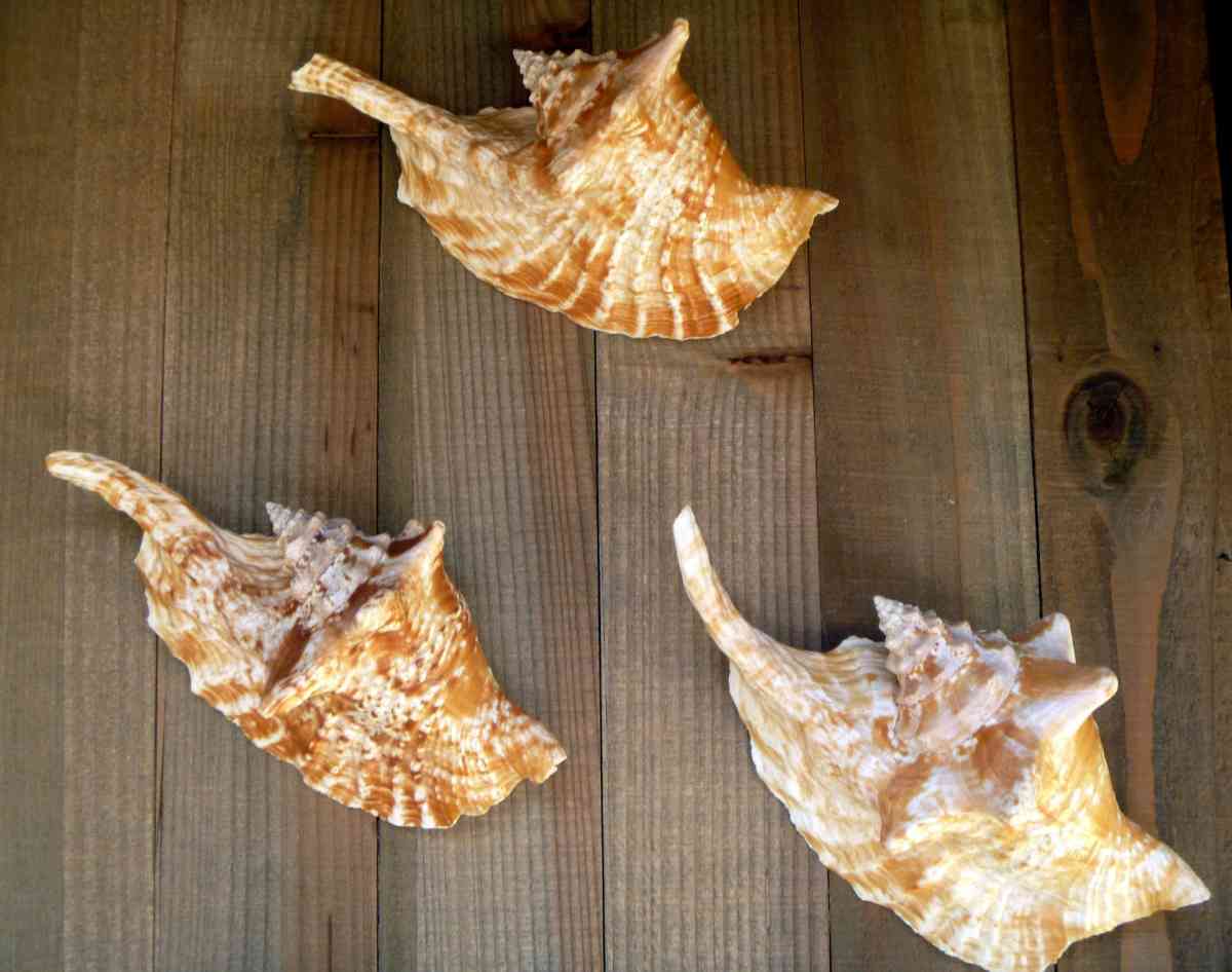 Rooster conch 6 strombus gallus roostertail shells seashells - Biddeford, Maine