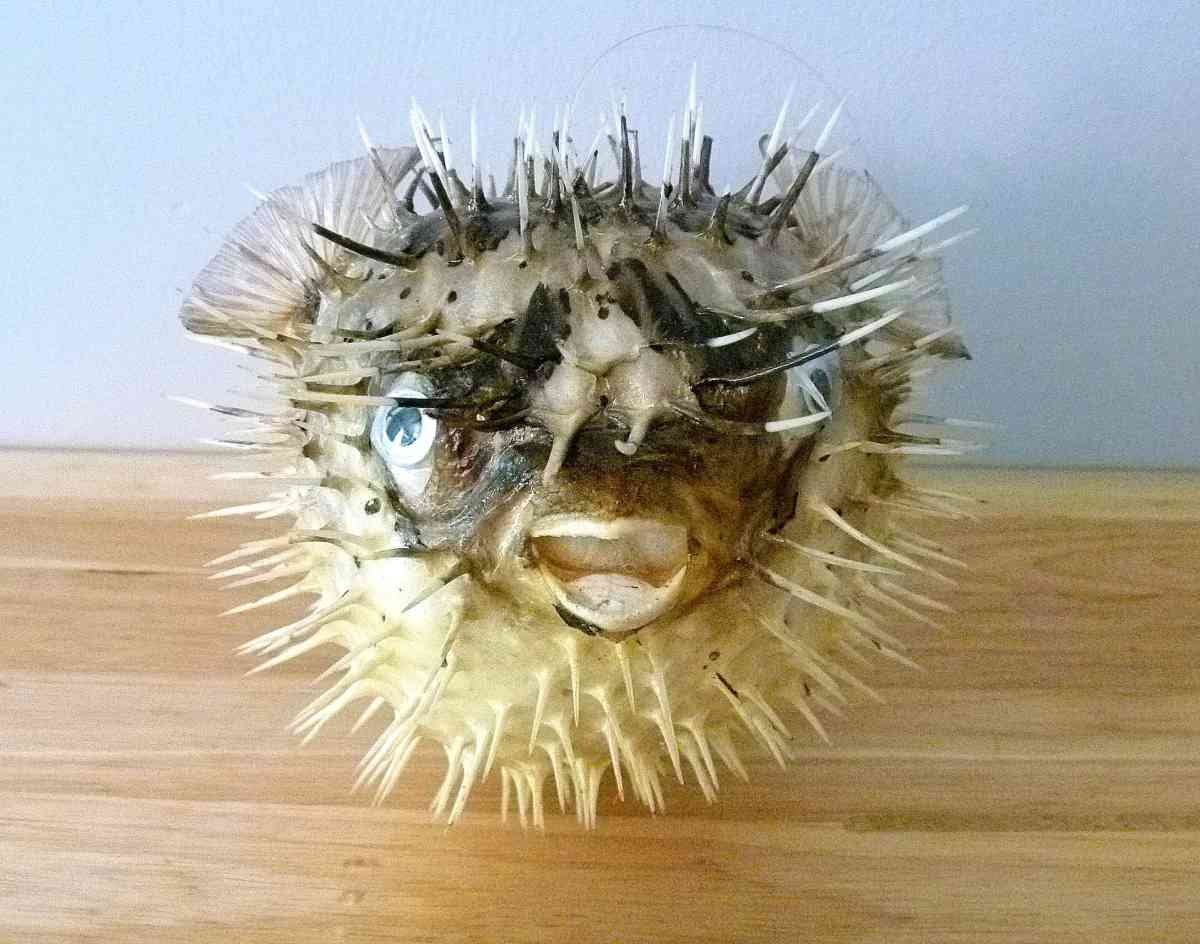 Porcupine fish 6  8 dried taxidermy dried sea life - Biddeford, Maine - FleaMarketBay
