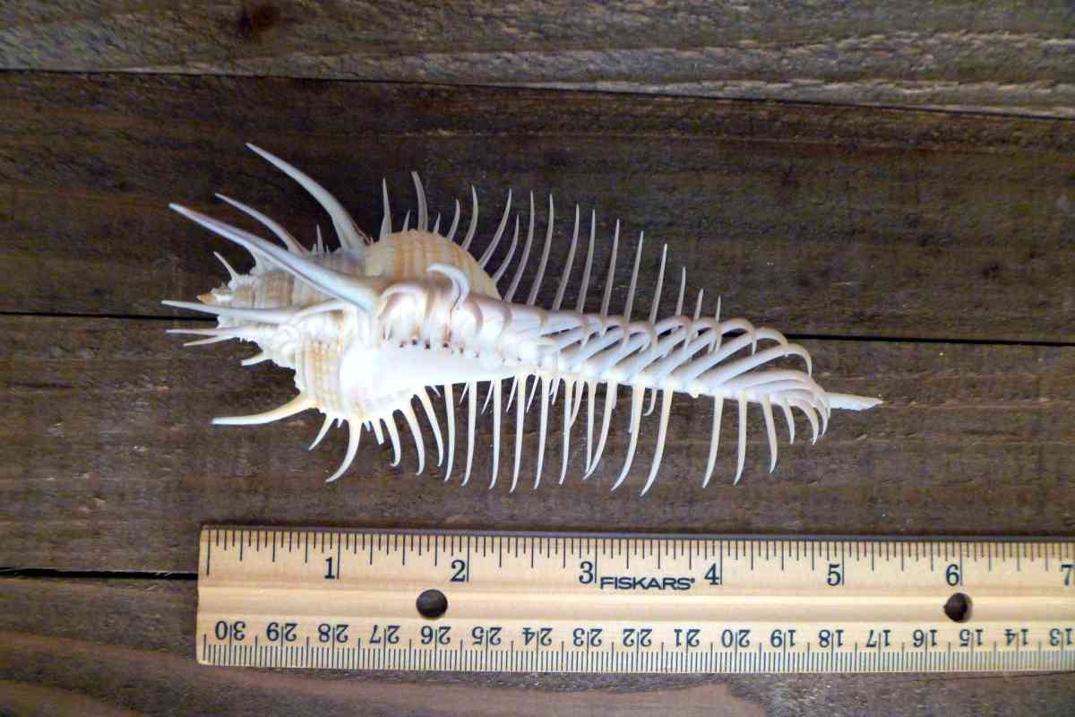 Venus comb murex 3 and 6 sizes exotic shell seashells beach - Biddeford, Maine - FleaMarketBay