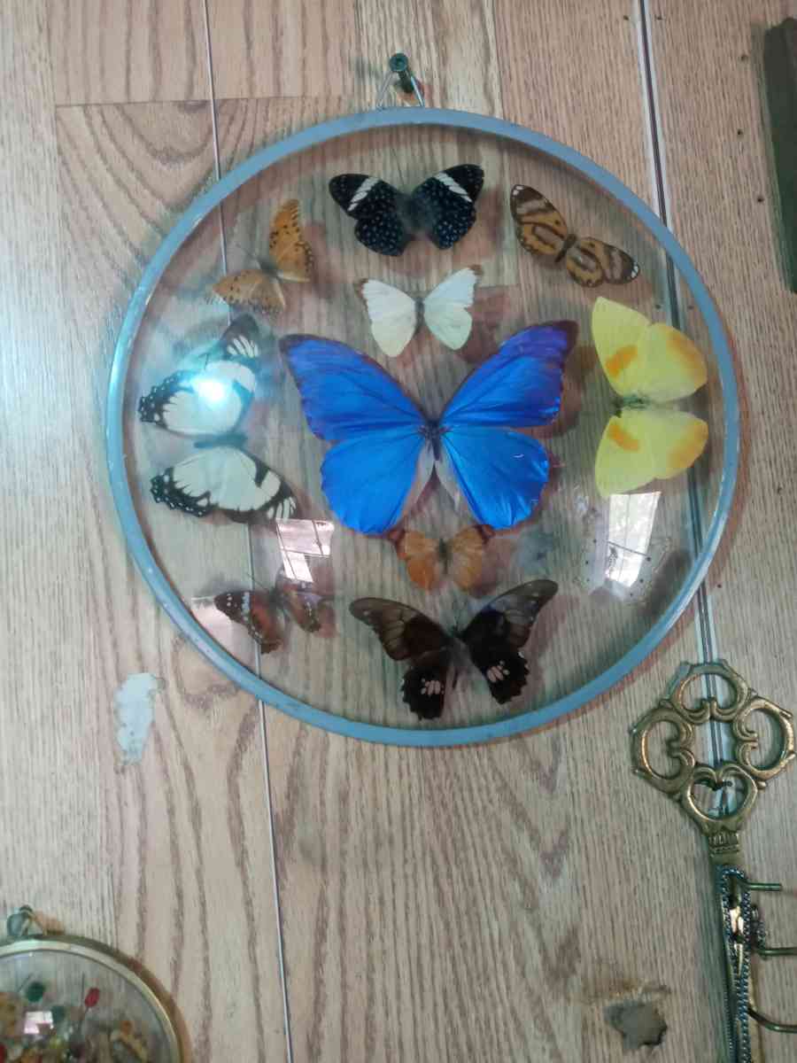 vintage taxidermy art - Rossville, Georgia - FleaMarketBay