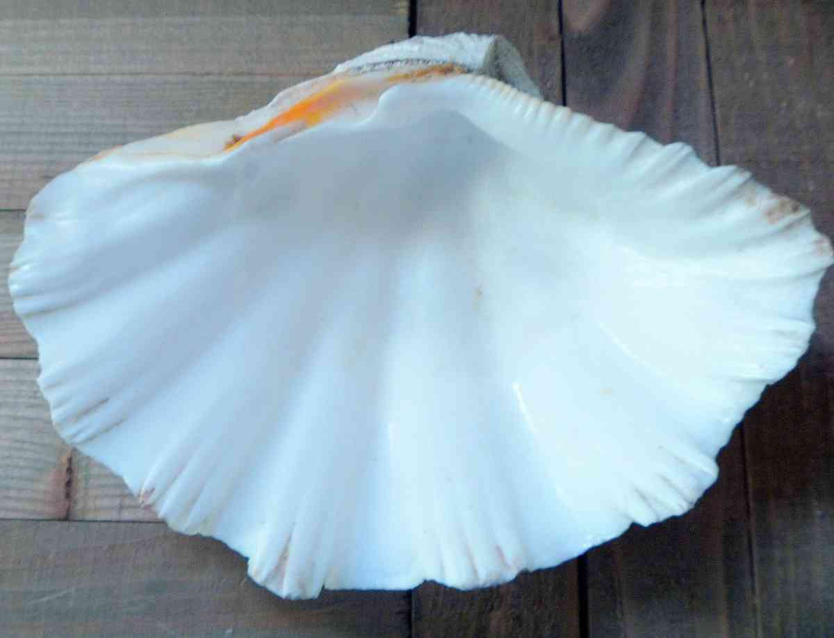 Tridacna Gigas 9 inches vintage Giant Clam half shell - Biddeford, Maine - FleaMarketBay