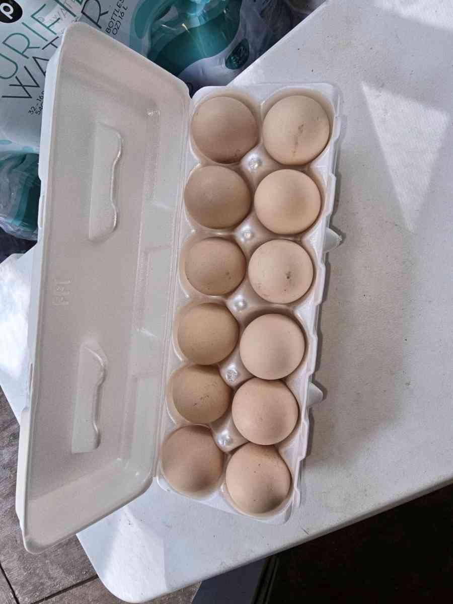 Fresh Fresh ferterilized eggs
