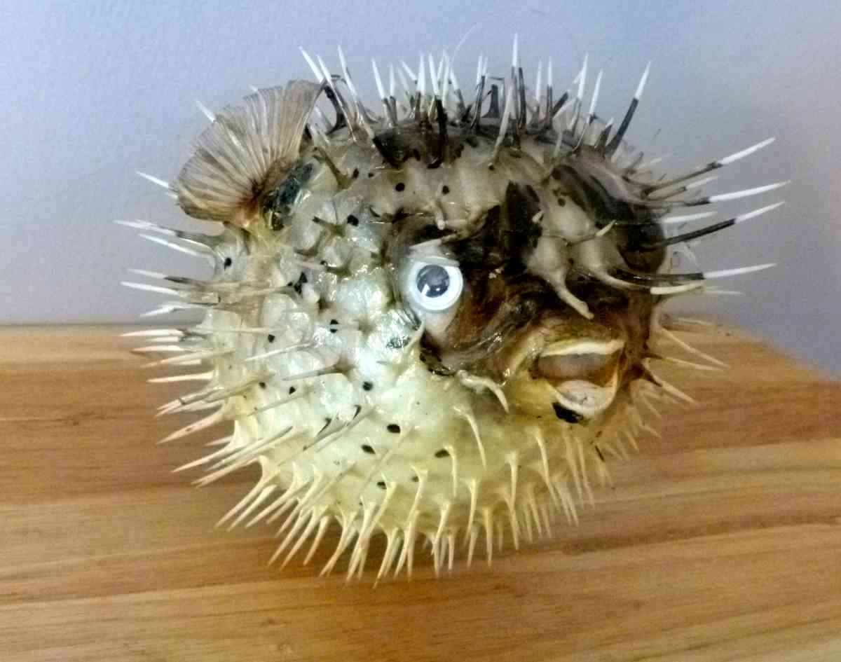 Porcupine fish 6  8 dried taxidermy dried sea life - Biddeford, Maine