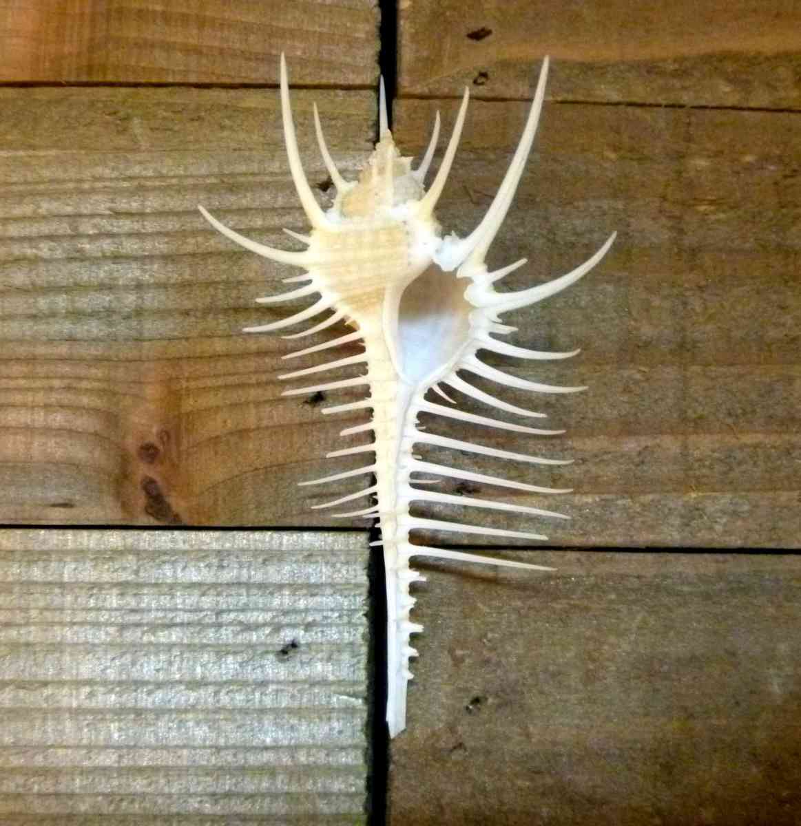 Venus comb murex 3 and 6 sizes exotic shell seashells beach - Biddeford, Maine - FleaMarketBay