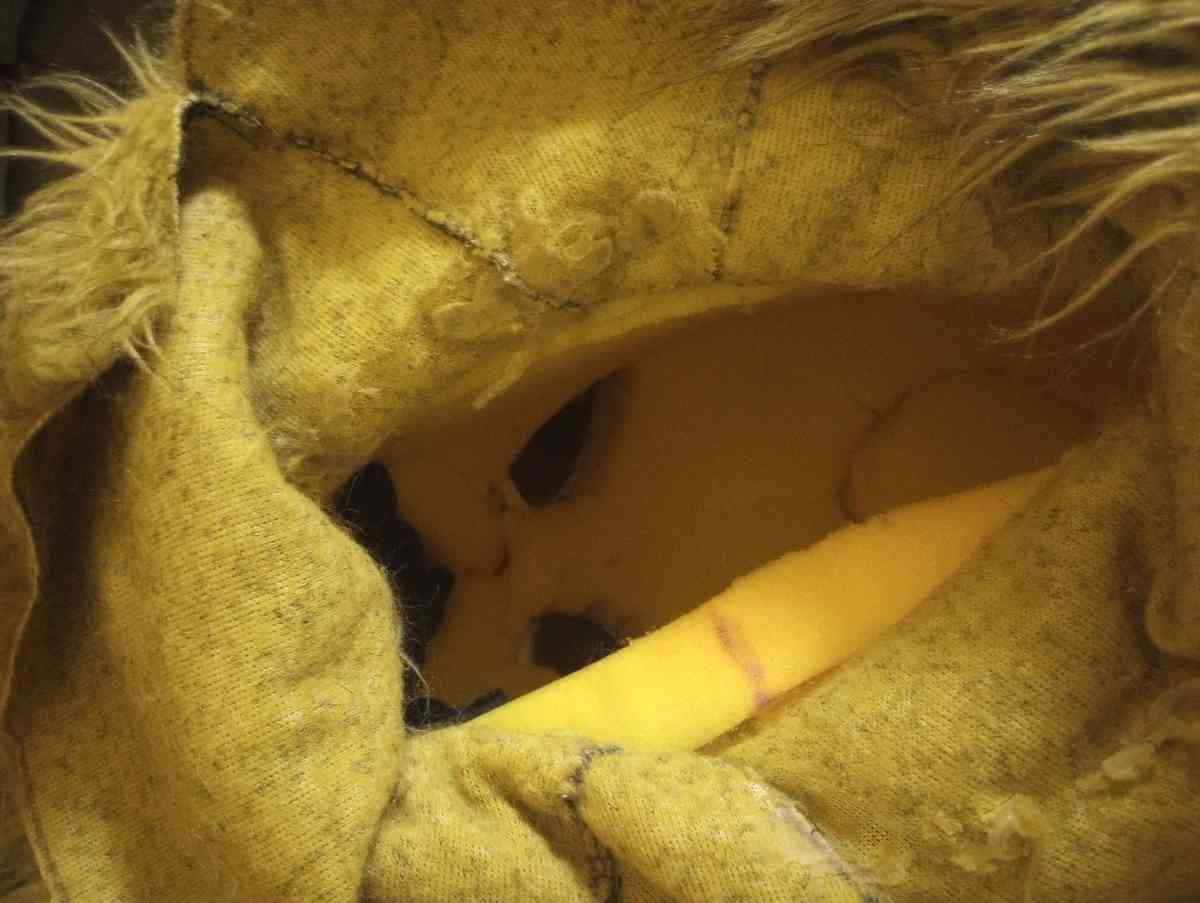 Mascot Wolf Head - Naugatuck, Connecticut - FleaMarketBay